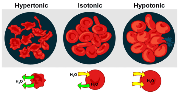 what is hypotonic