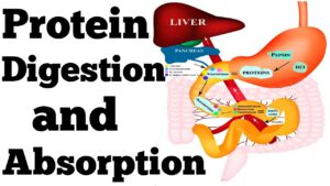 better protein digestion