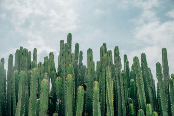 litramine - a cactus fiber